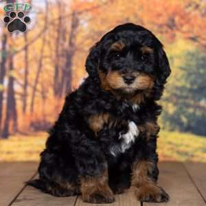 Julie, Mini Bernedoodle Puppy